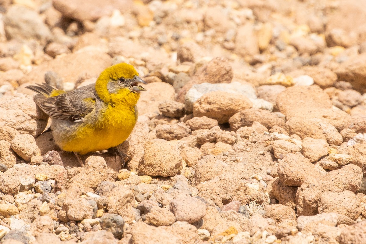 Bright-rumped Yellow-Finch - ML630124572