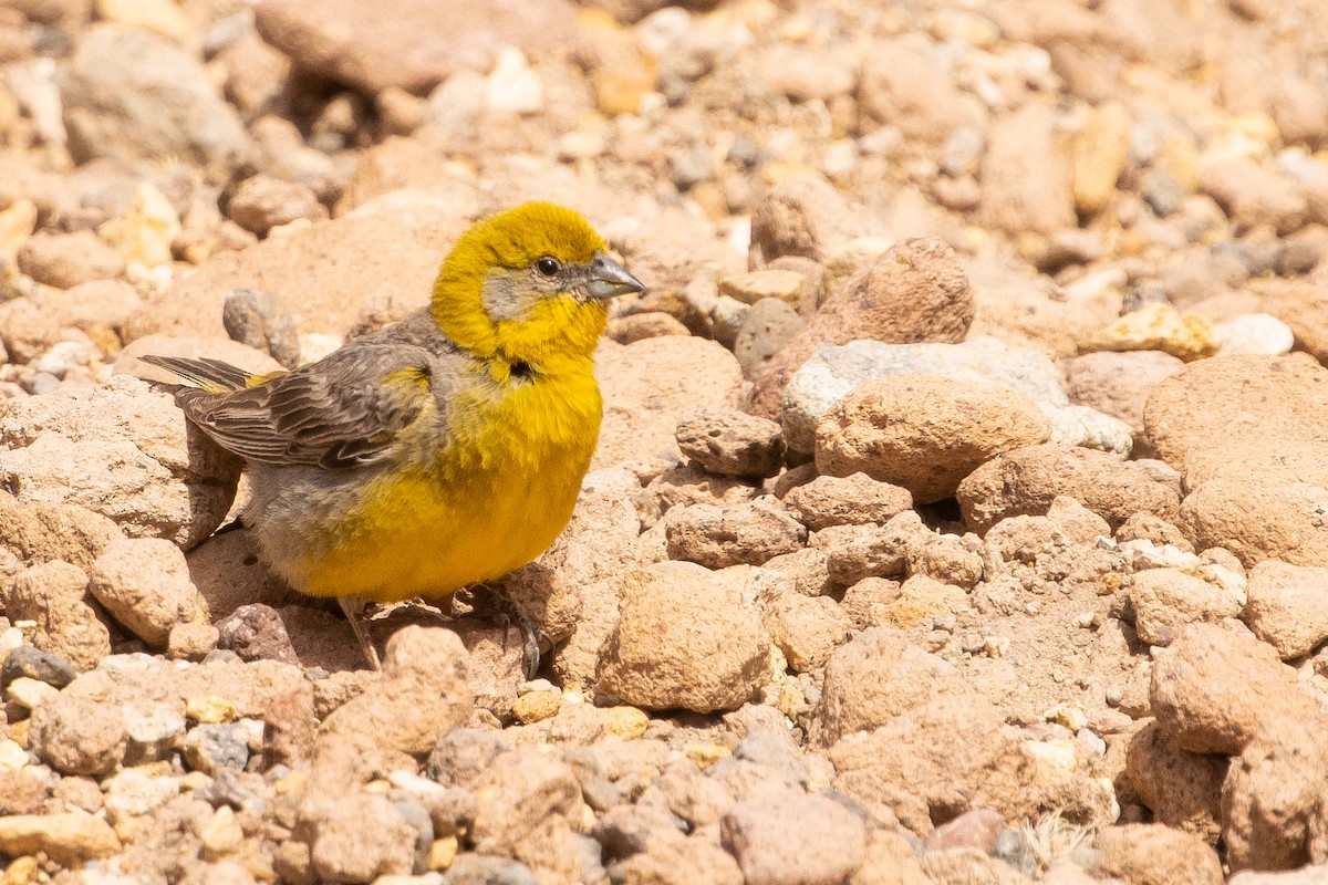 Bright-rumped Yellow-Finch - ML630124573