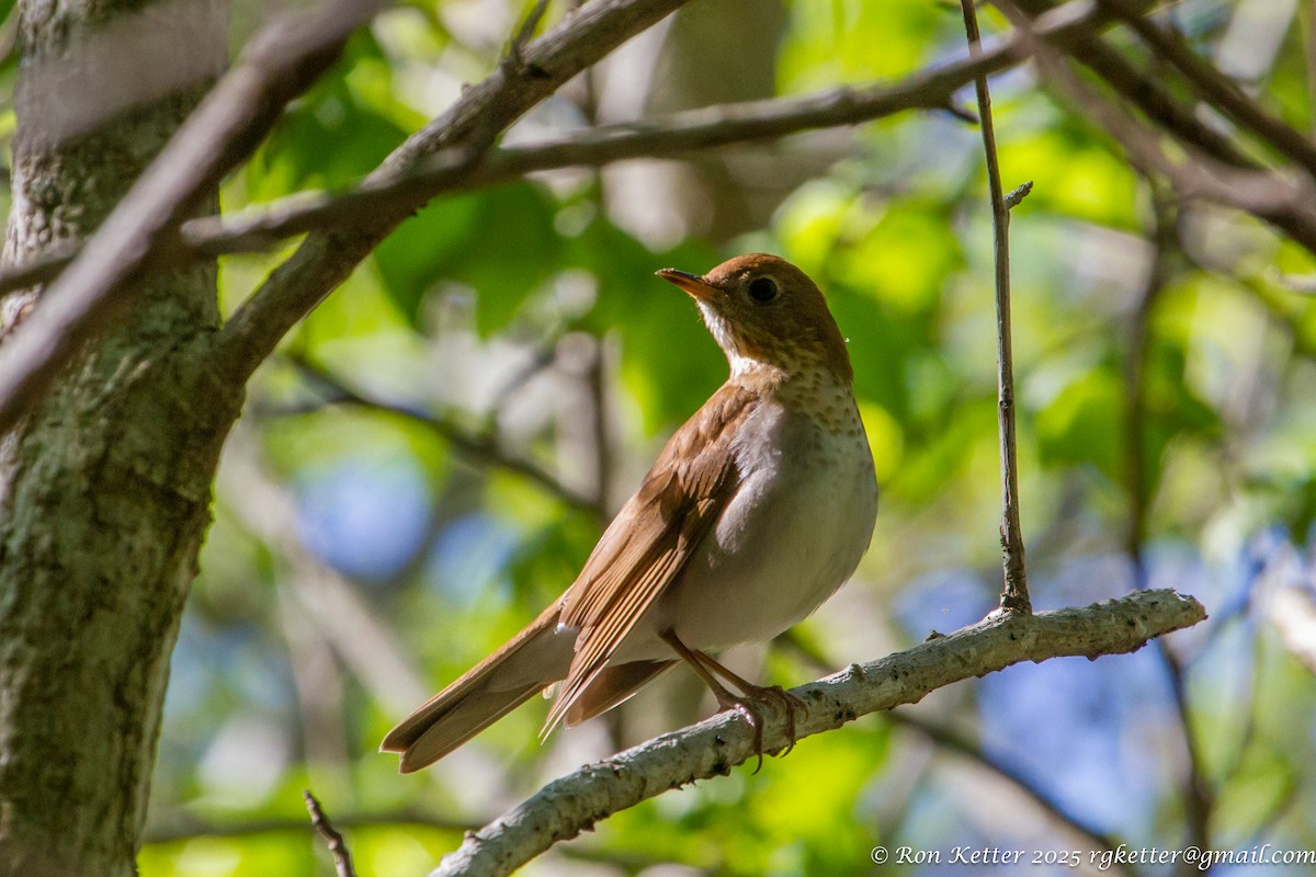 Veery - ML630124574