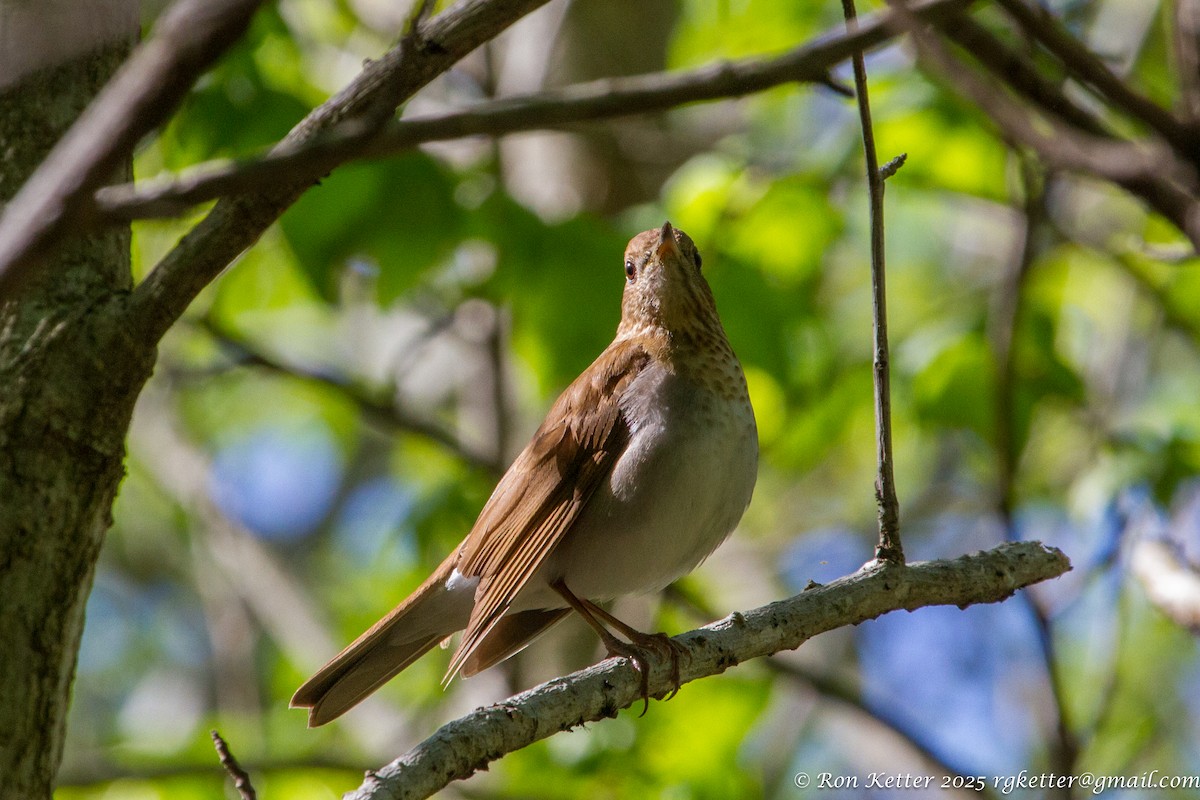 Veery - ML630124575