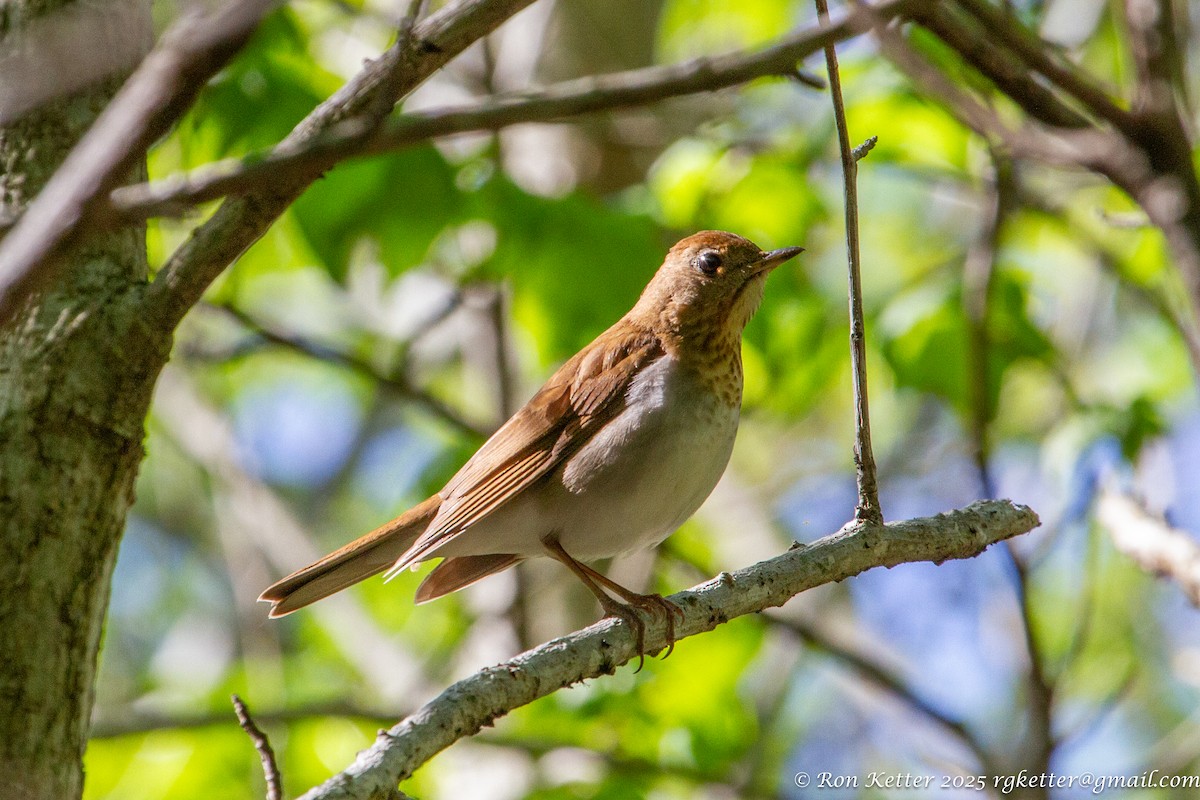 Veery - ML630124576