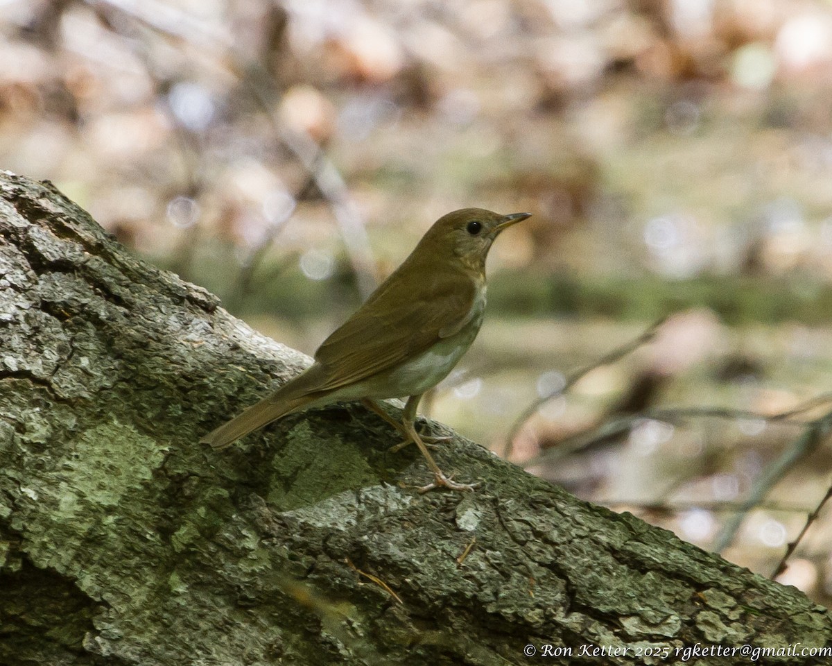 Veery - ML630124612