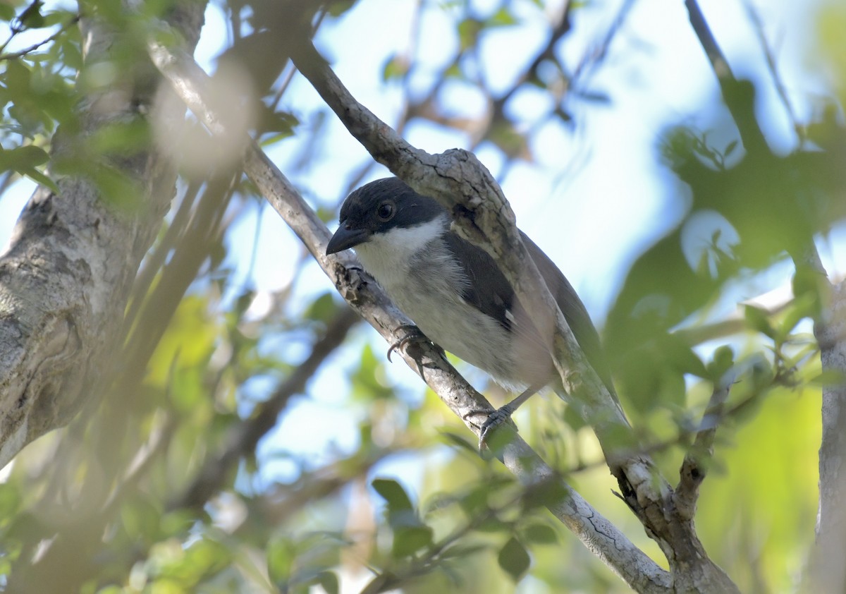 Puerto Rican Tanager - ML630124622