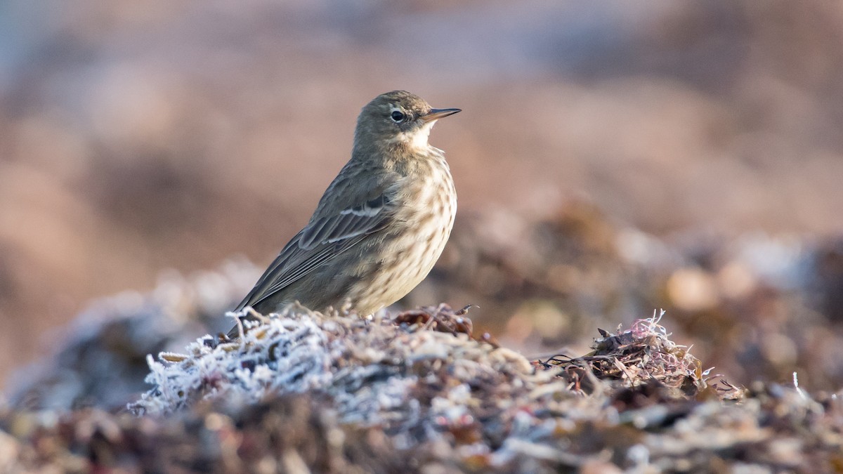 Pipit maritime - ML630124712