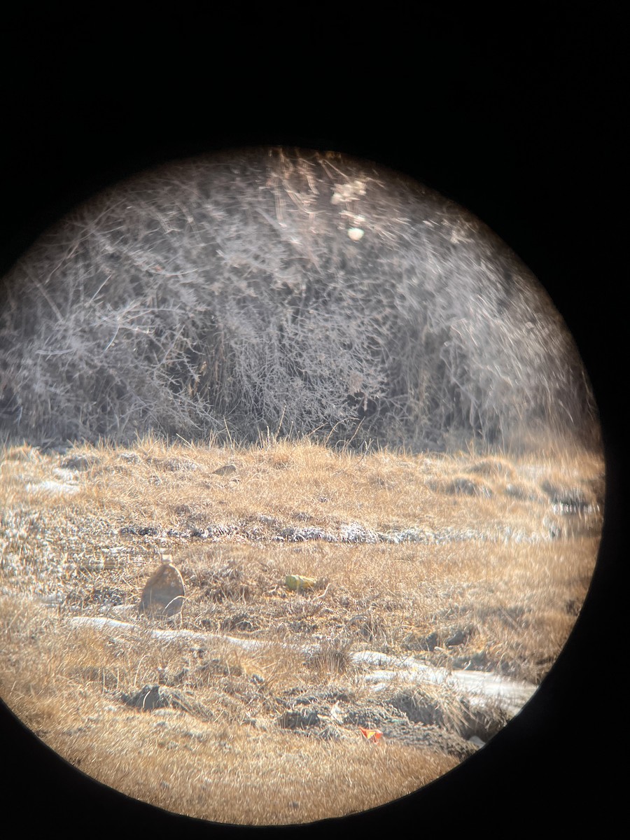 Цагаан сүүлт хөгчүү - ML630124854