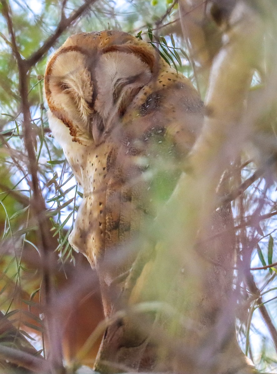 American Barn Owl - ML630124910