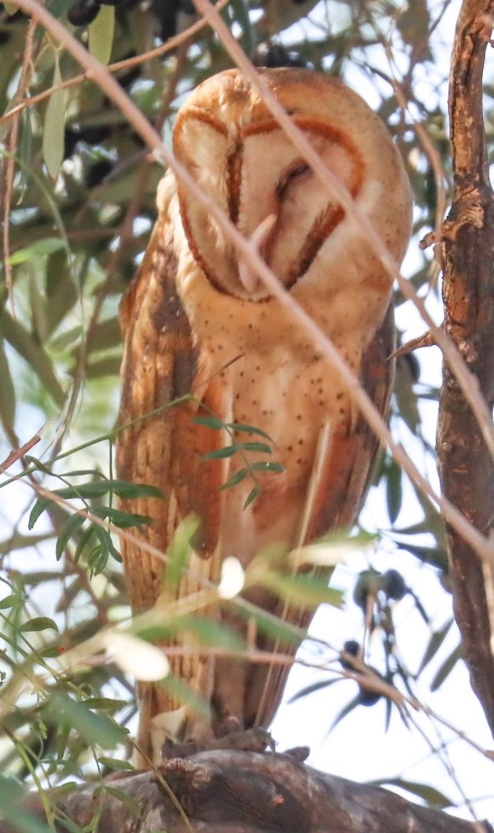 American Barn Owl - ML630124916