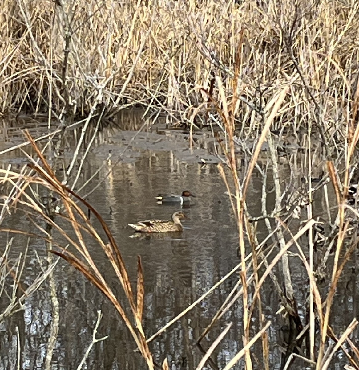 čírka obecná - ML630124930