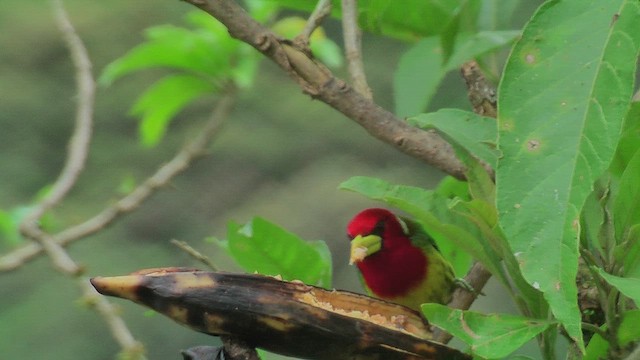 Red-headed Barbet - ML630124939