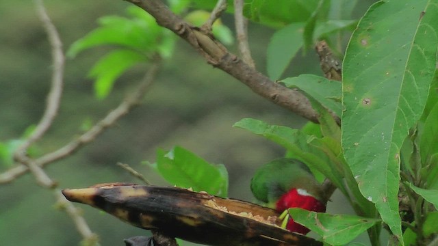 Red-headed Barbet - ML630124940