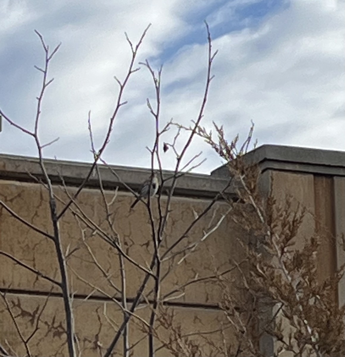 strnadec zpěvný - ML630124951