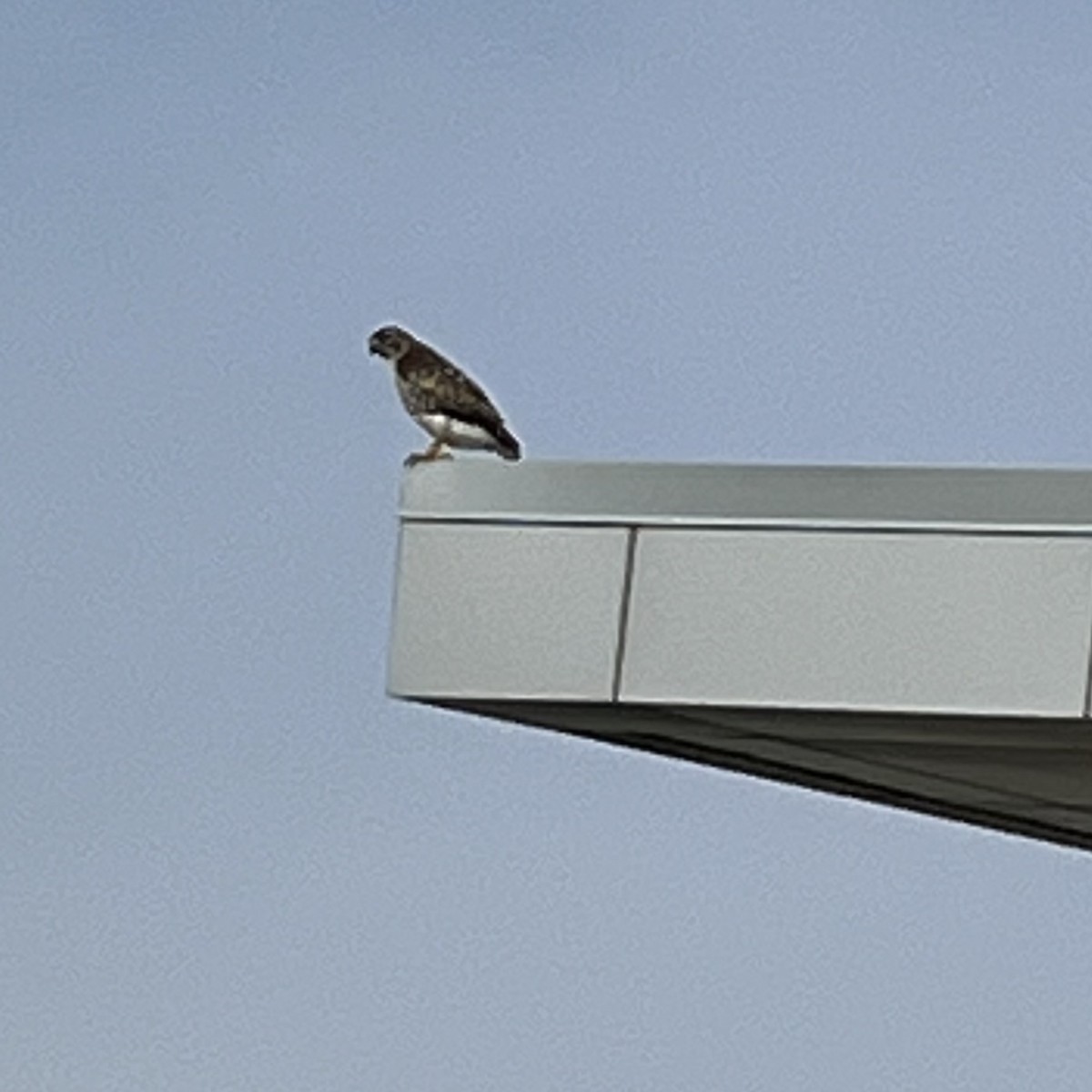 káně rudochvostá - ML630124988