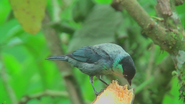 Black-capped Tanager - ML630124999
