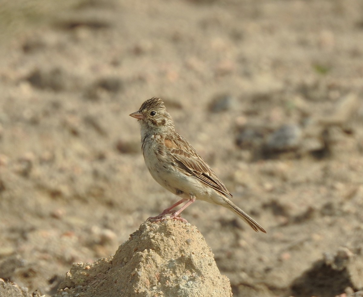 Vesper Sparrow - ML630125113