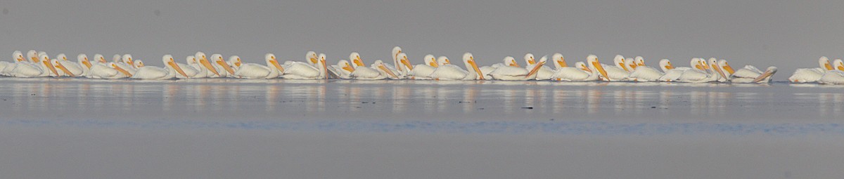 American White Pelican - ML630125134