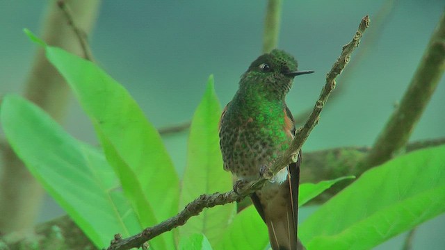 okerstjertkolibri - ML630125202