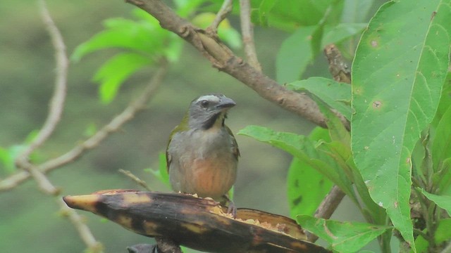 Buff-throated Saltator - ML630125229