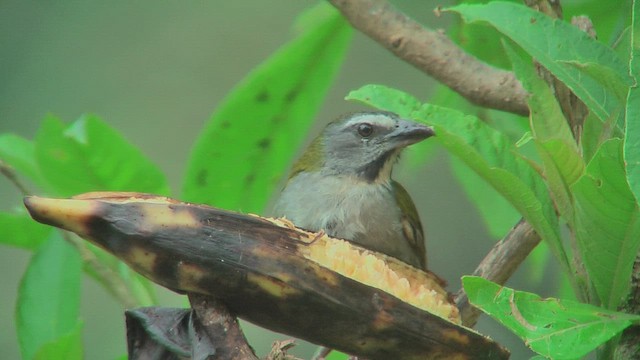 Buff-throated Saltator - ML630125231