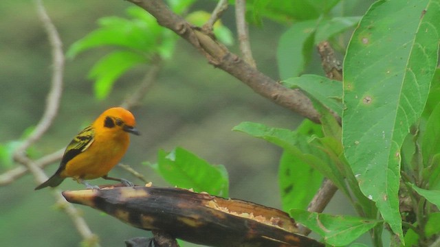 Golden Tanager - ML630125527