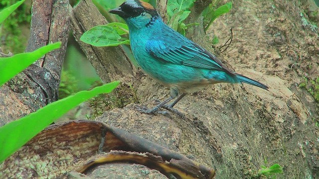 Golden-naped Tanager - ML630125558