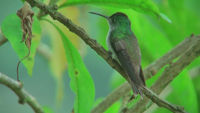 Green-crowned Brilliant - ML630125582