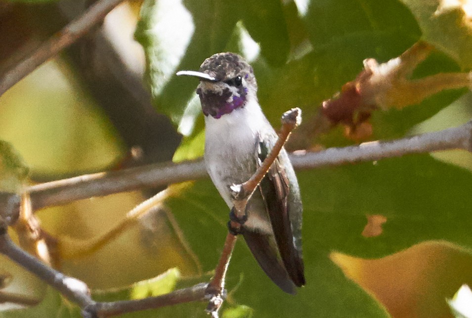 Colibrí de Costa - ML63012581