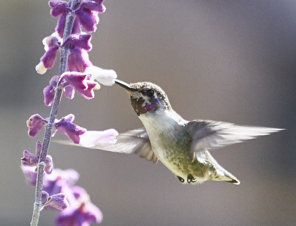 Costa's Hummingbird - ML63012621