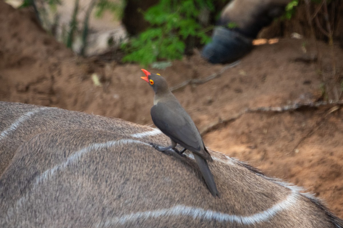 Red-billed Oxpecker - ML630126309