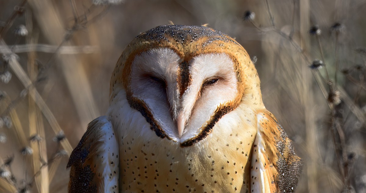 American Barn Owl - ML630126492