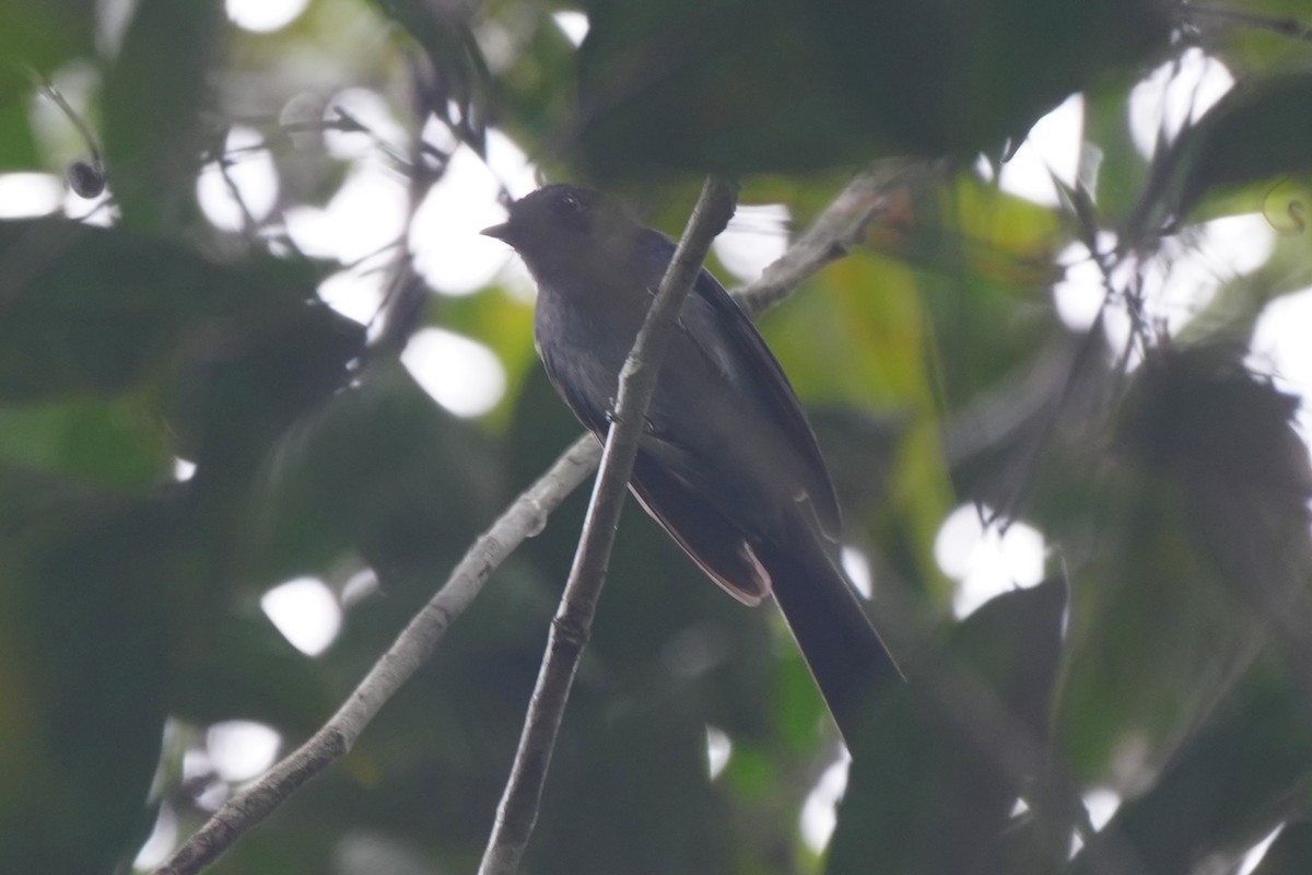 Visayan Blue-Fantail - ML630126532