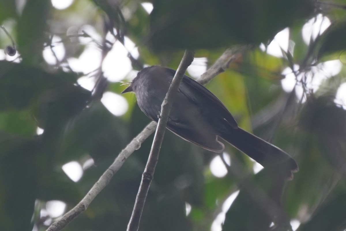 Visayan Blue-Fantail - ML630126533