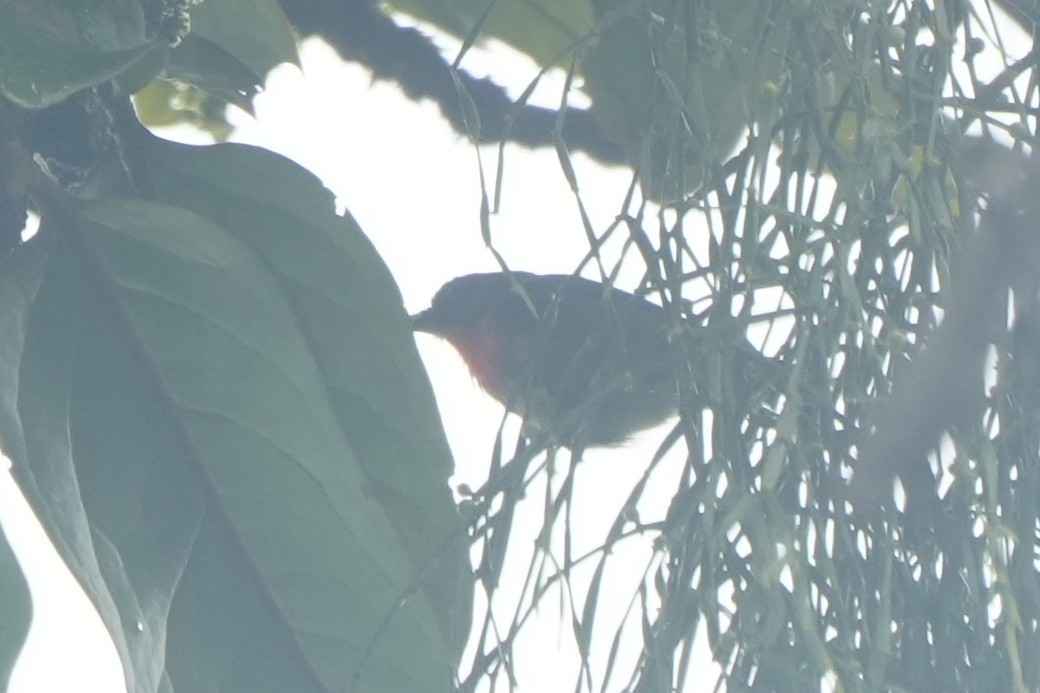 Fire-throated Flowerpecker - ML630126567