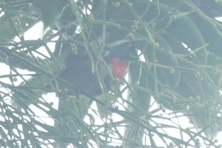 Fire-throated Flowerpecker - ML630126570