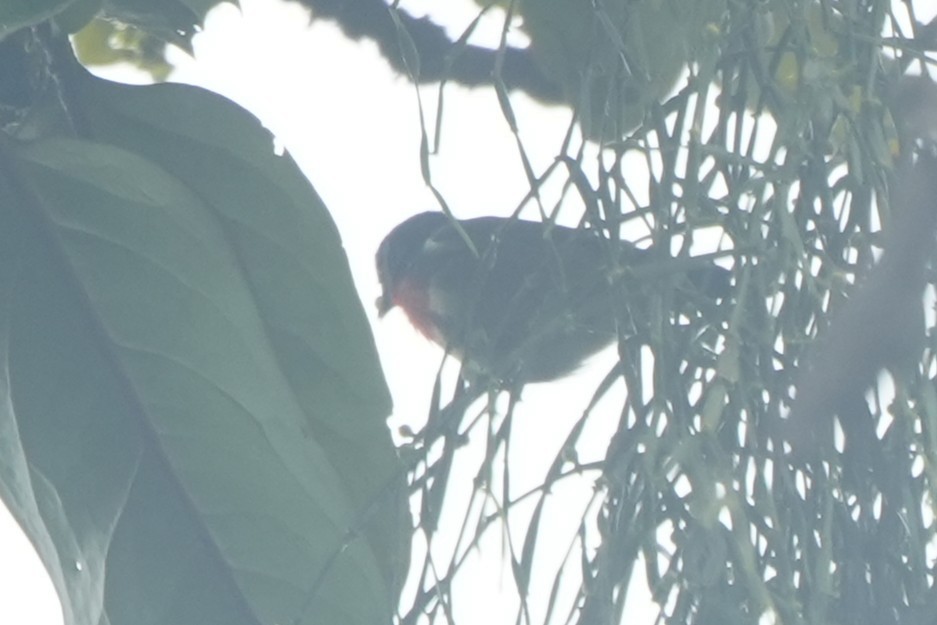 Fire-throated Flowerpecker - ML630126571