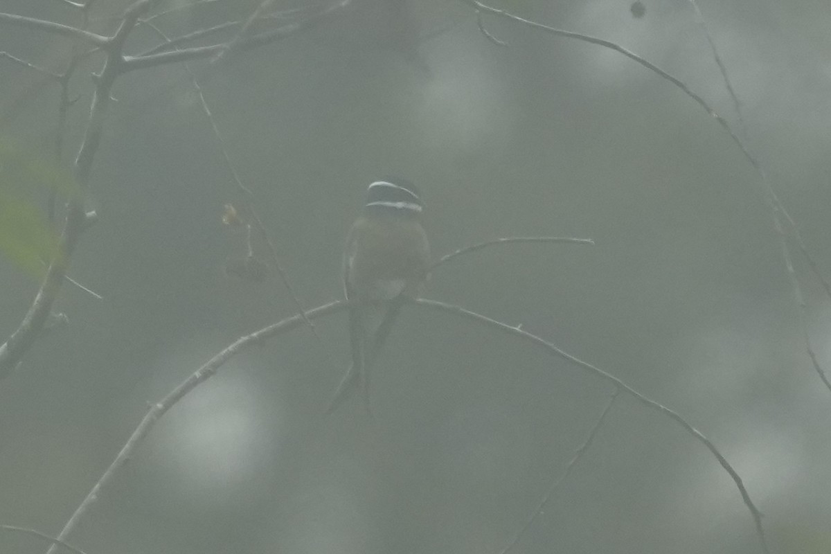 Whiskered Treeswift - ML630126628