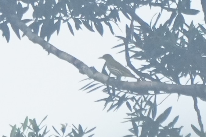 Philippine Oriole - ML630126655