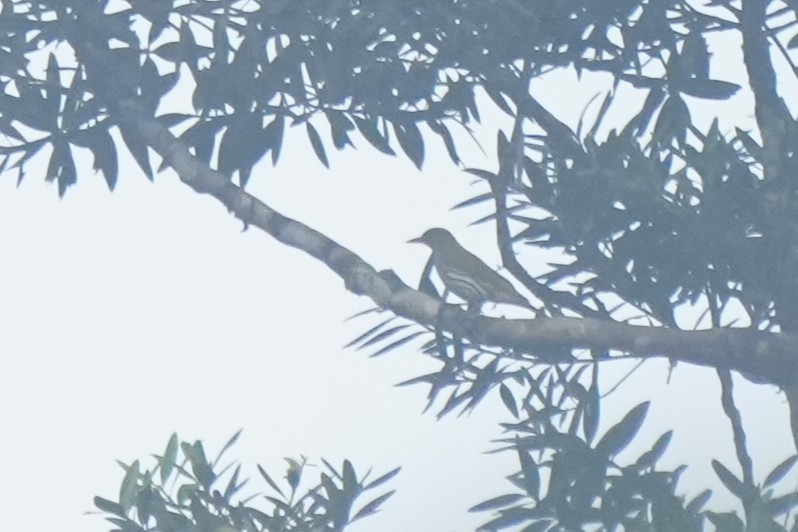 Philippine Oriole - ML630126656
