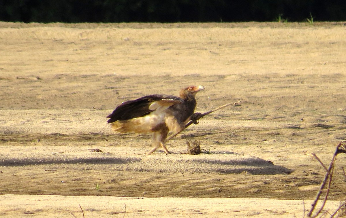 Palm-nut Vulture - ML63012671