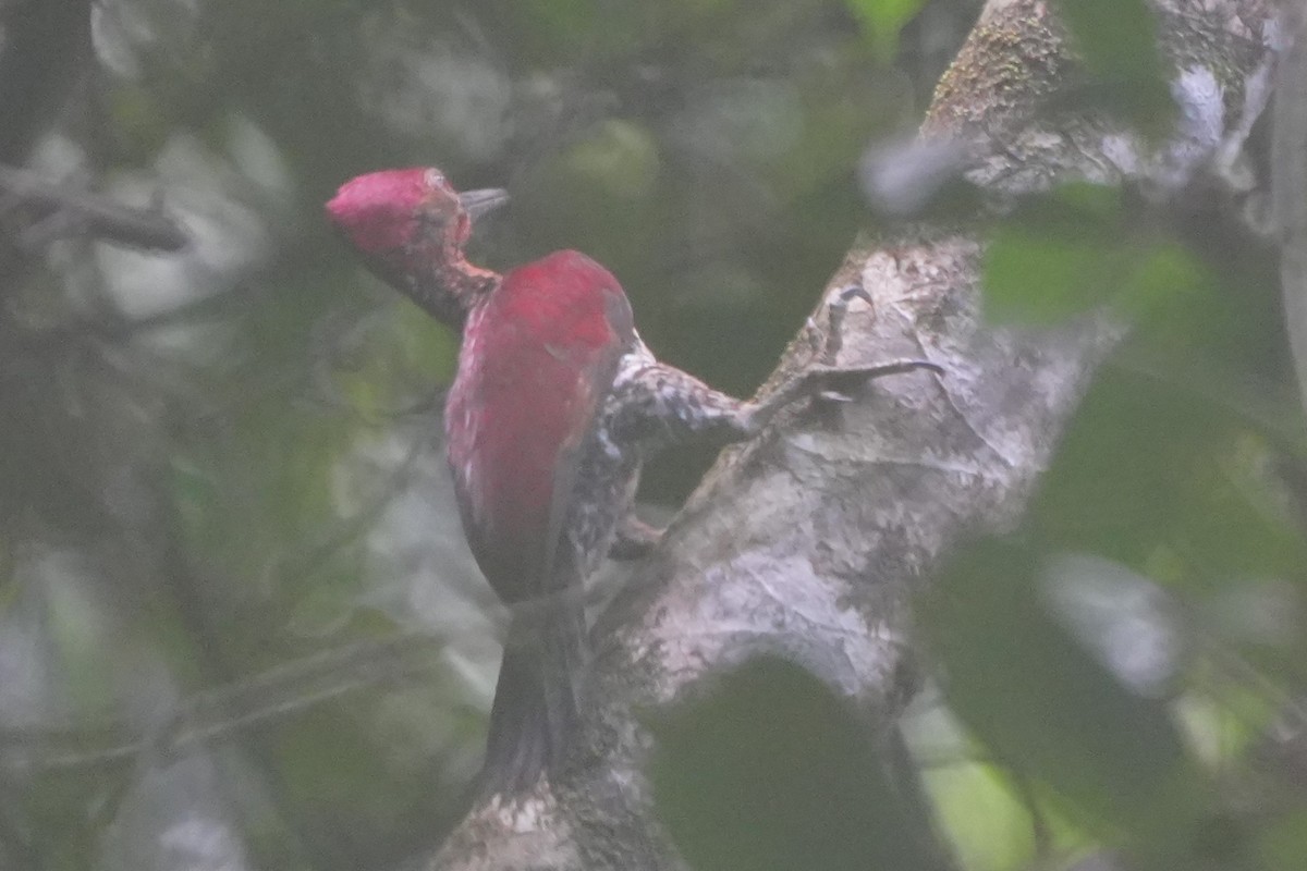 Buff-spotted Flameback - ML630126791