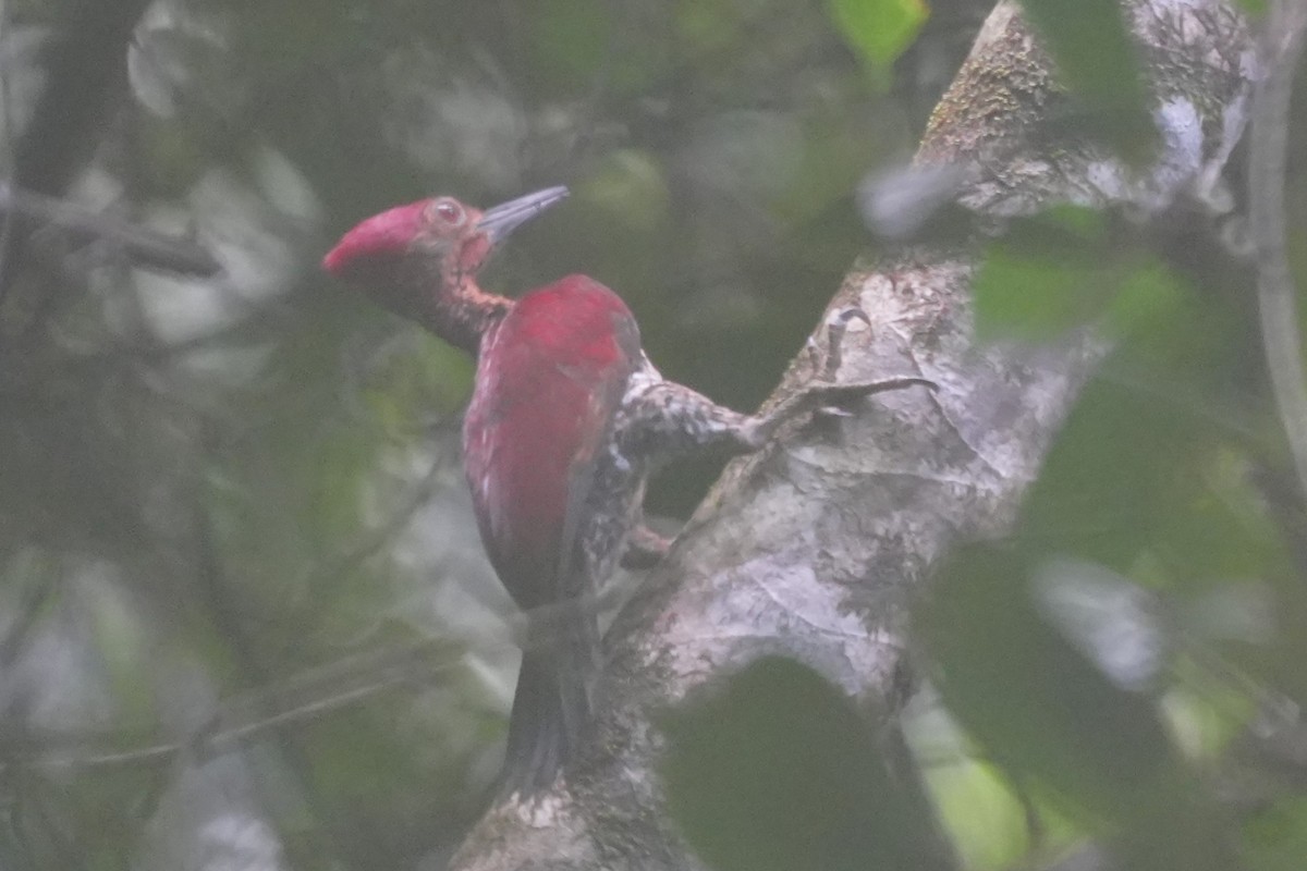 Buff-spotted Flameback - ML630126792