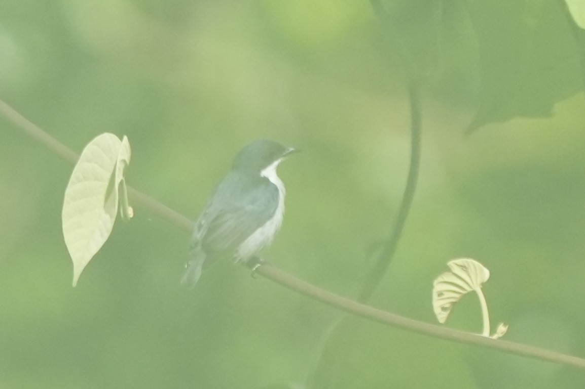 Red-keeled Flowerpecker - ML630126800