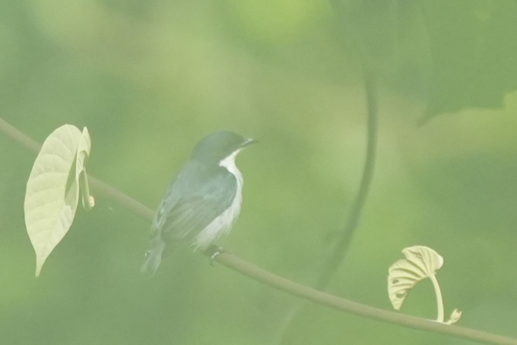 Red-keeled Flowerpecker - ML630126801