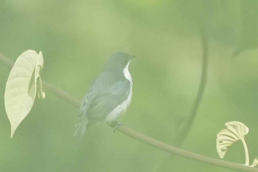 Red-keeled Flowerpecker - ML630126802