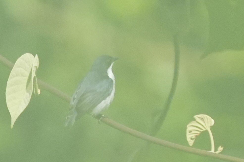 Red-keeled Flowerpecker - ML630126803