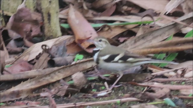 Bergeronnette de forêt - ML630126824