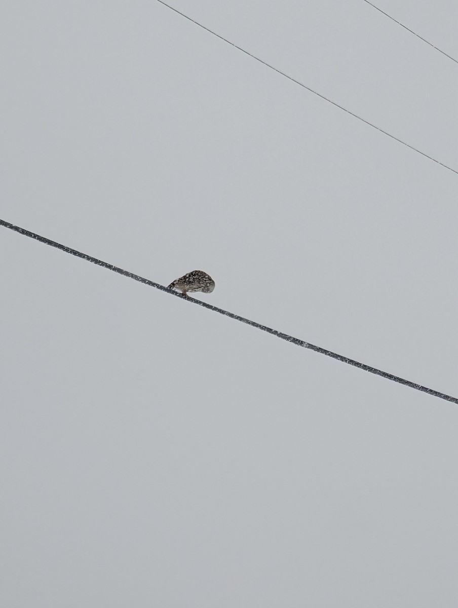 Barred Owl - ML630126933