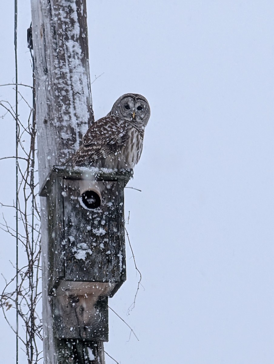 Barred Owl - ML630126938