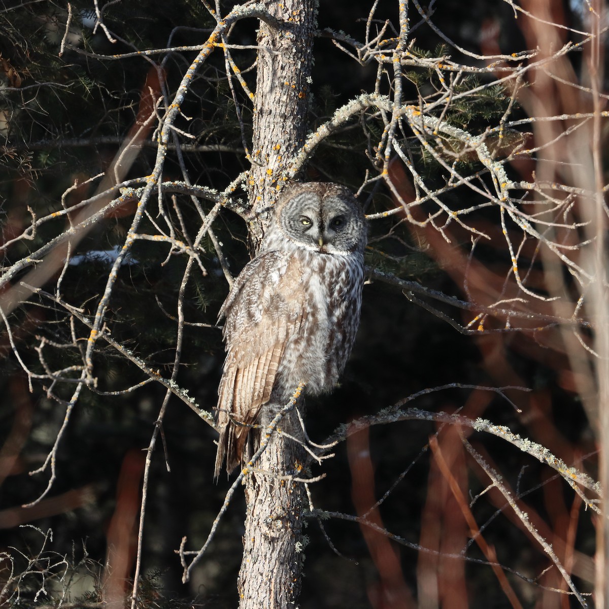 Сова бородата - ML630127380