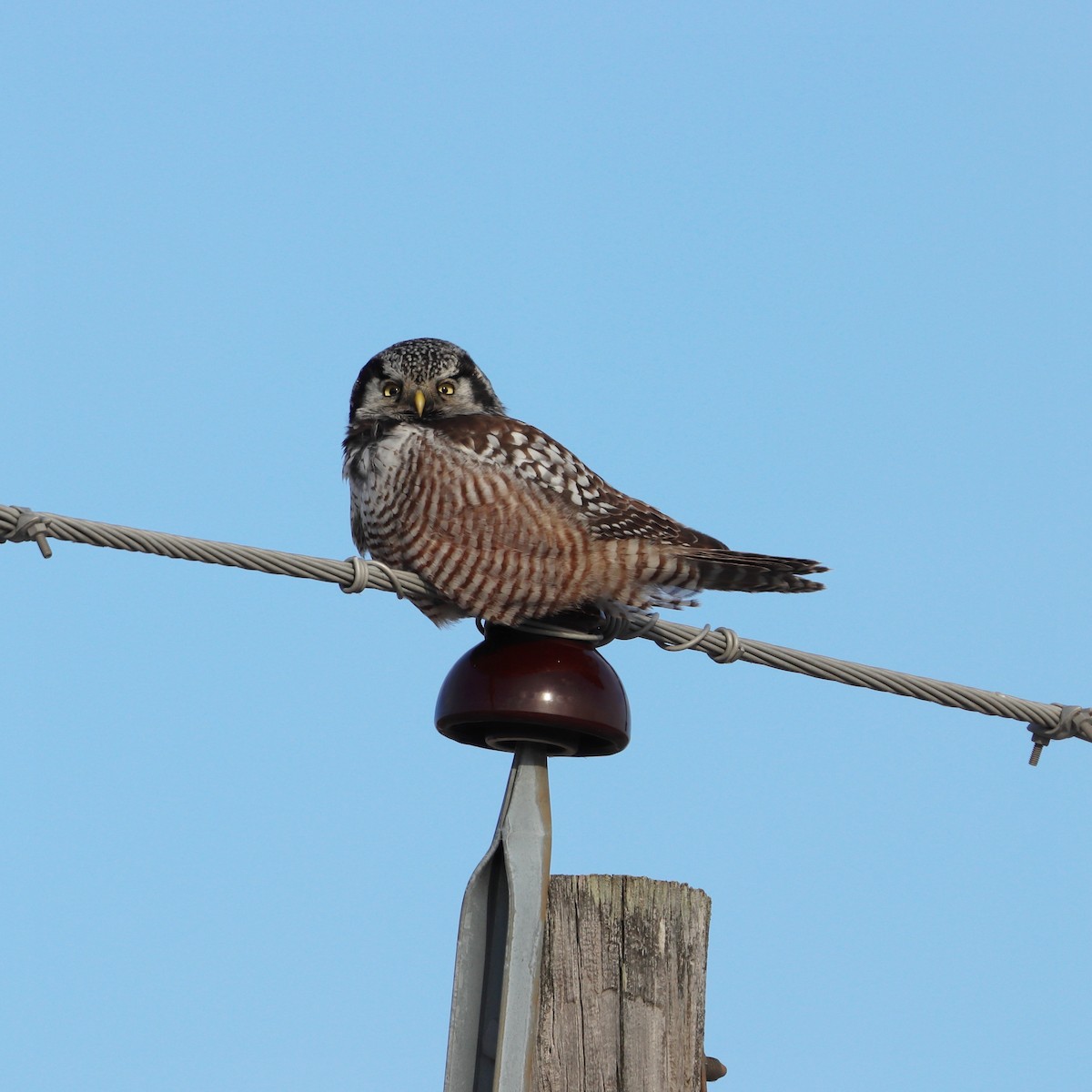 Сова яструбина - ML630127508