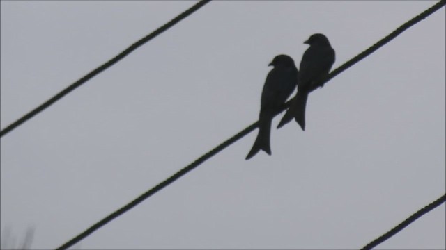 Drongo à ventre blanc - ML630127543